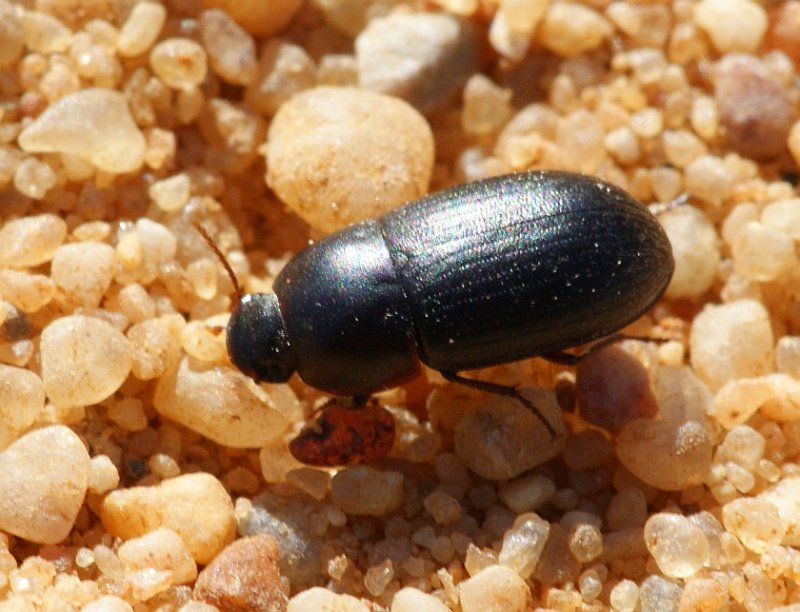 Escaravelho // Beetle (Crypticus gibbulus)