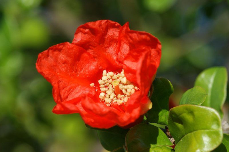 Flor da Romzeira // Pomegranate Flower (Punica granatum)