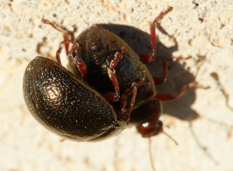 Escaravelhos acasalando // Beetles mating (Chrysolina bankii)