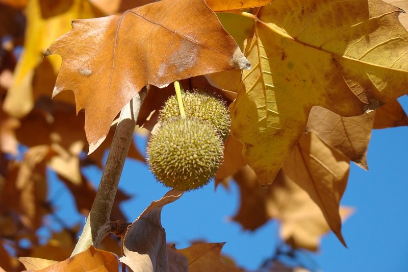 Pltano: Folhas e Frutos // Oriental Plane Tree: leaves and seedballs (Platanus orientalis)