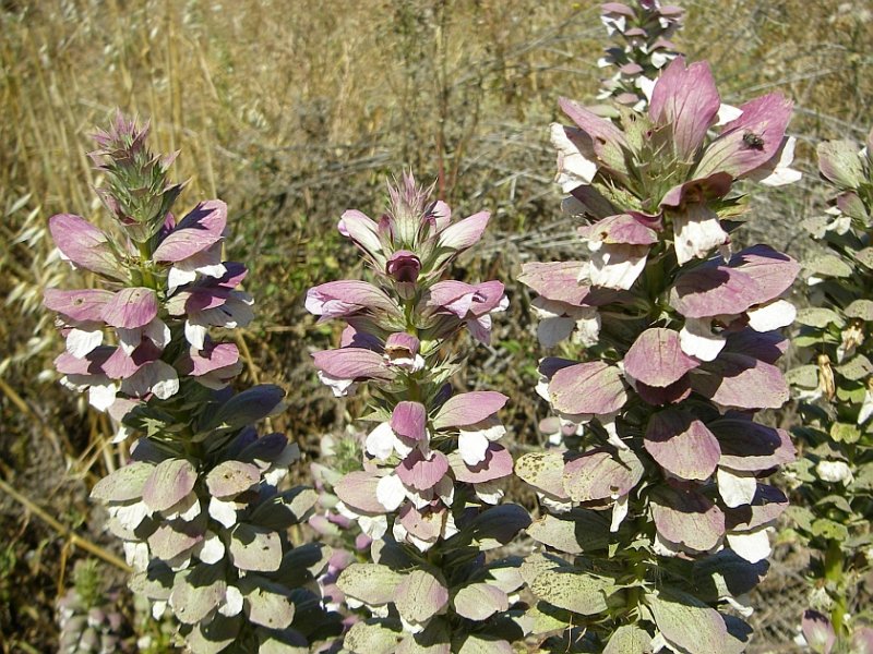 Acanto ou Erva gigante // Bears Breech (Acanthus mollis)