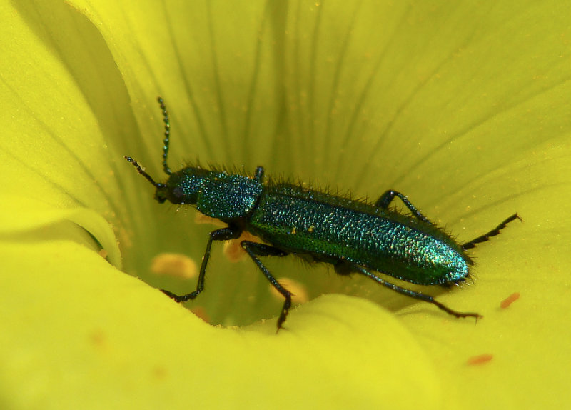 Escaravelho // Beetle (Psilothrix viridicoerulea)