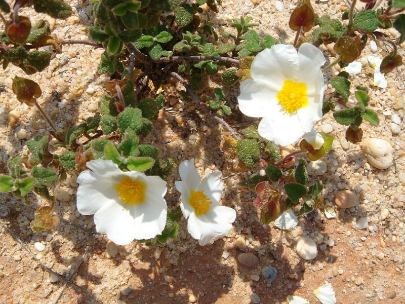 Saganho-mouro // Sage-leaved Rockrose (Cistus salviifolius)