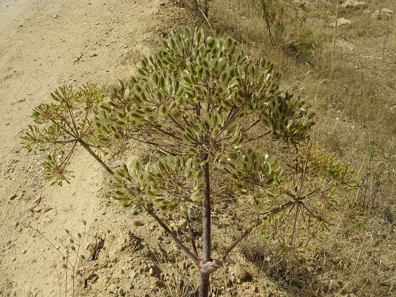 Tpsia // Thapsia (Thapsia villosa)