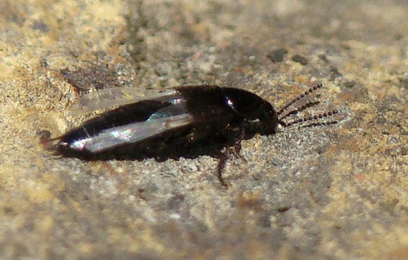 Escaravelho // Rove Beetle (Tachinus sp.)