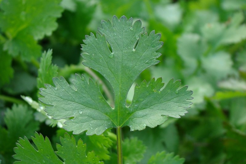 Coentro // Indian Parsley (Coriandrum sativum)