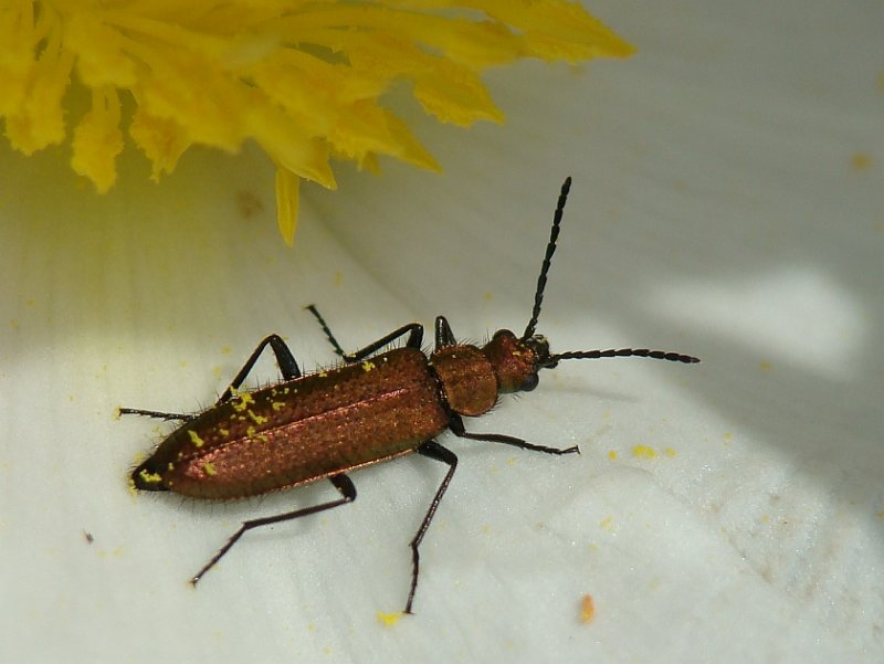 Escaravelho // Beetle (Lobonyx aeneus)