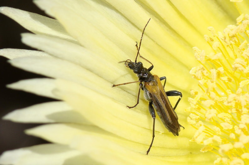 Escaravelho // Beetle (Oedemera simplex), male