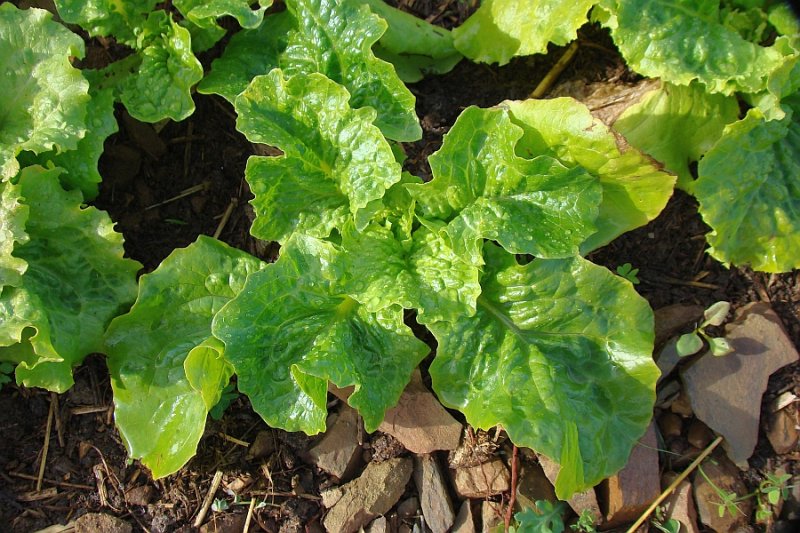 Alface // Lettuce (Lactuca sativa)