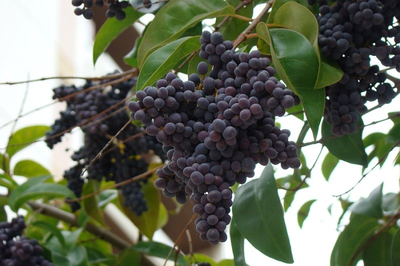 Ligustro // Japanese Privet (Ligustrum japonicum)