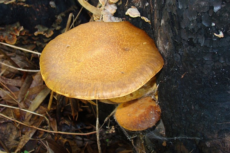 Cogumelos // Mushrooms (Gymnopilus junonius)