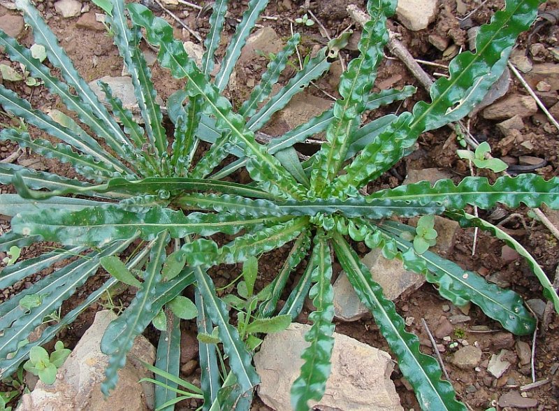 Lrio-dos-tintureiros // Weld (Reseda luteola)