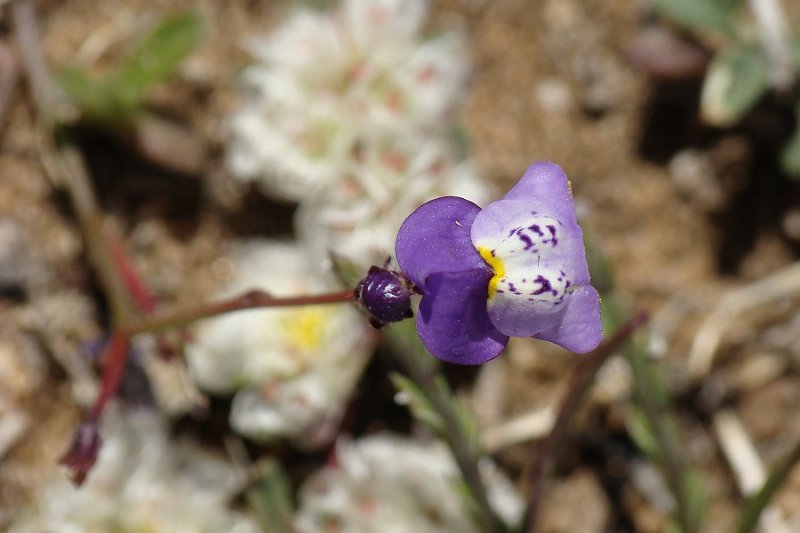 Esporo ou Linria-de-cor-de-ametista // Toadflax (Linaria amethystea)