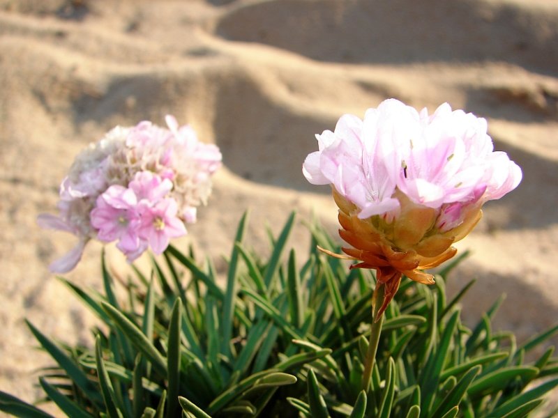 Cravo-das-areias ou Erva-divina // Prickly Thrift (Armeria pungens)