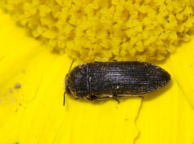 Escaravelho // Beetle (Acmaeodera cylindrica)