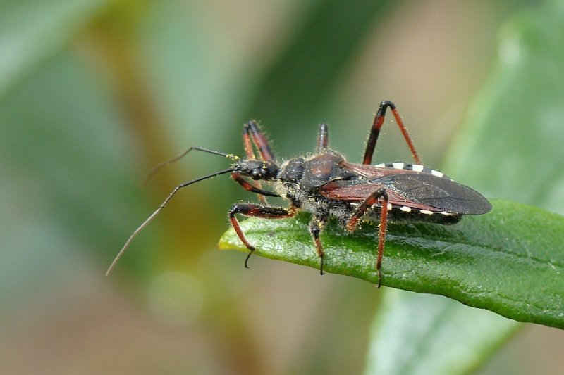 Percevejo // Assassin Bug (Rhynocoris cuspidatus)