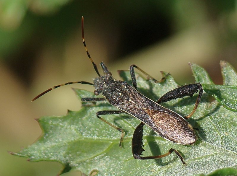 Percevejo // Bug (Camptopus lateralis)