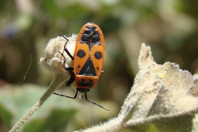 Percevejo // Firebug (Pyrrhocoris apterus)