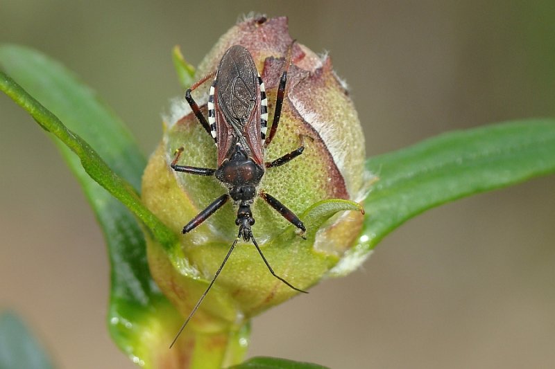 Percevejo // Assassin Bug (Rhynocoris cuspidatus)