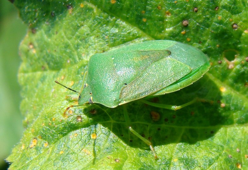 Percevejo // Southern Green Stinkbug (Nezara viridula)