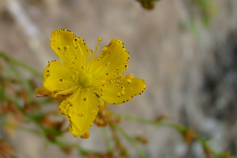 Hiperico-bravo // Wavy St. Johns Wort (Hypericum undulatum)