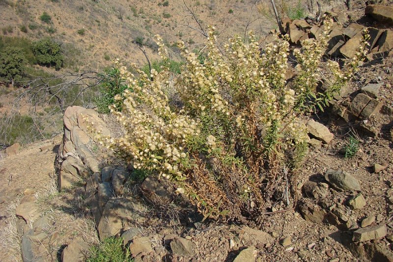 Taveda // False Yellowhead (Dittrichia viscosa)