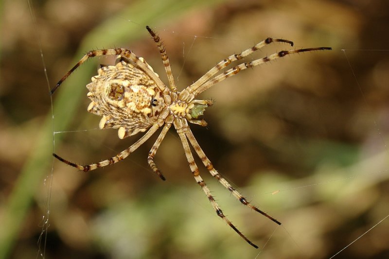 Aranha da famlia Araneidae // Lobed Argiope (Argiope lobata), female