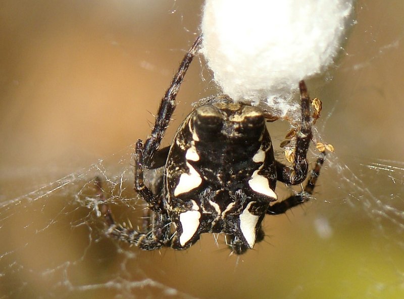 Aranha da famlia Araneidae // Tent Web Spider (Cyrtophora citricola), female