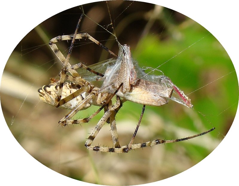 Aranha da famlia Araneidae // Lobed Argiope (Argiope lobata), female