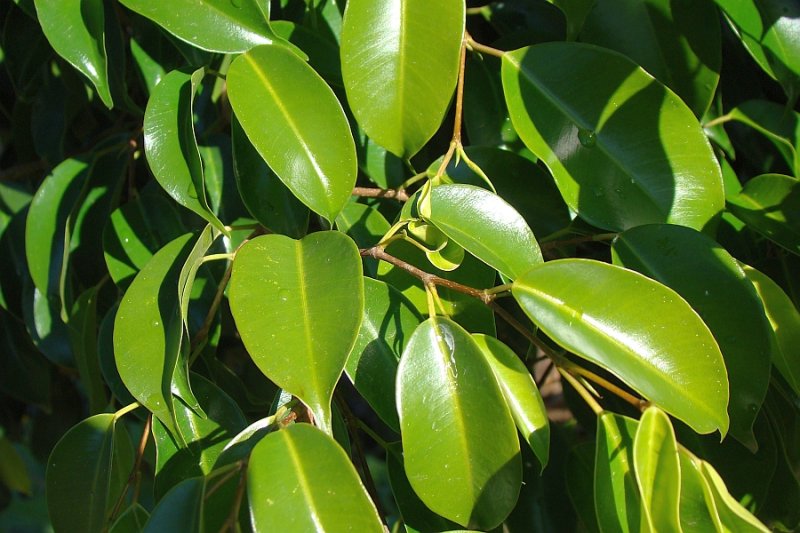 Fico-choro // Weeping Fig (Ficus benjamina)