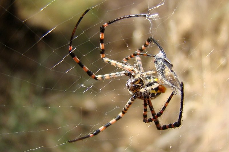 Aranha da famlia Araneidae // Banded Garden Spider (Argiope trifasciata), female