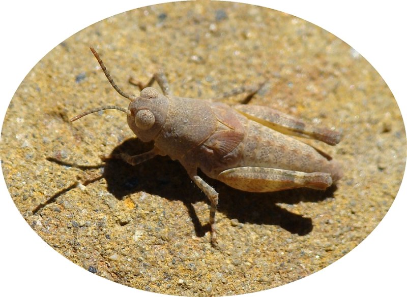 Gafanhoto // Grasshopper (Oedipoda sp.)