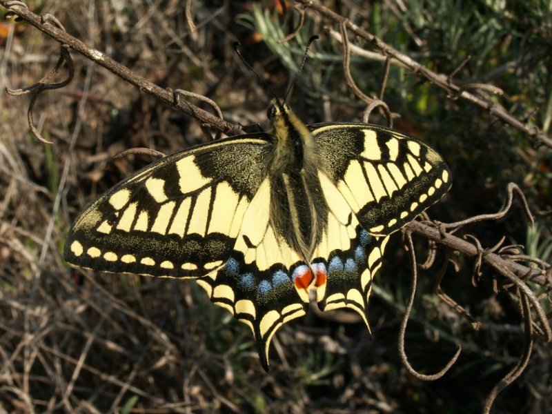Borboleta cauda-de-andorinha // Swallowtail (Papilio machaon)