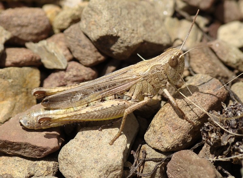Gafanhoto // Grasshopper (Chorthippus sp.)