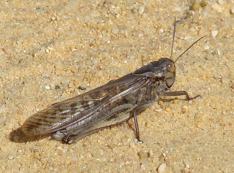 Gafanhoto // Migratory Locust (Locusta migratoria subsp. cinerascens)