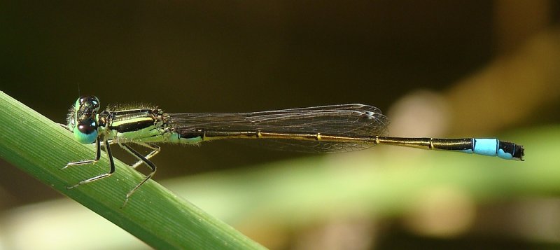 Libelinha // Iberian Bluetail (Ischnura graellsii), female