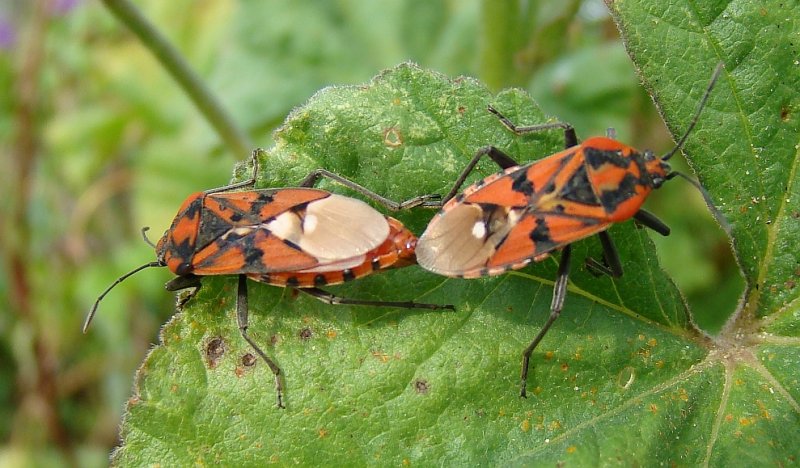 Percevejos acasalando // Bugs mating (Spilostethus pandurus)