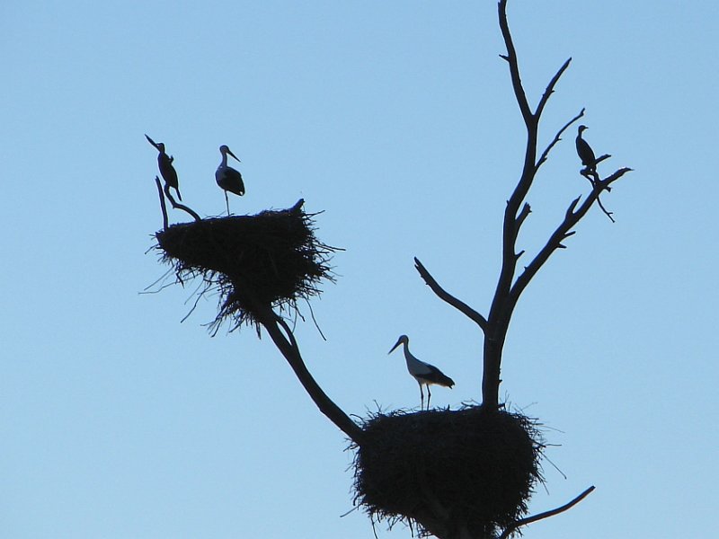 Ninhos de Cegonha-branca // White Stork nests (Ciconia ciconia subsp. ciconia)