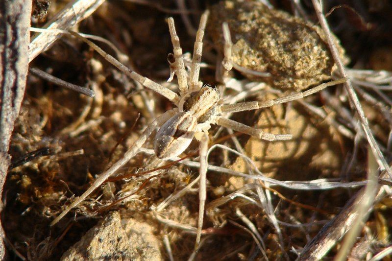Aranha da famlia Philodromidae // Spider (Thanatus sp.)