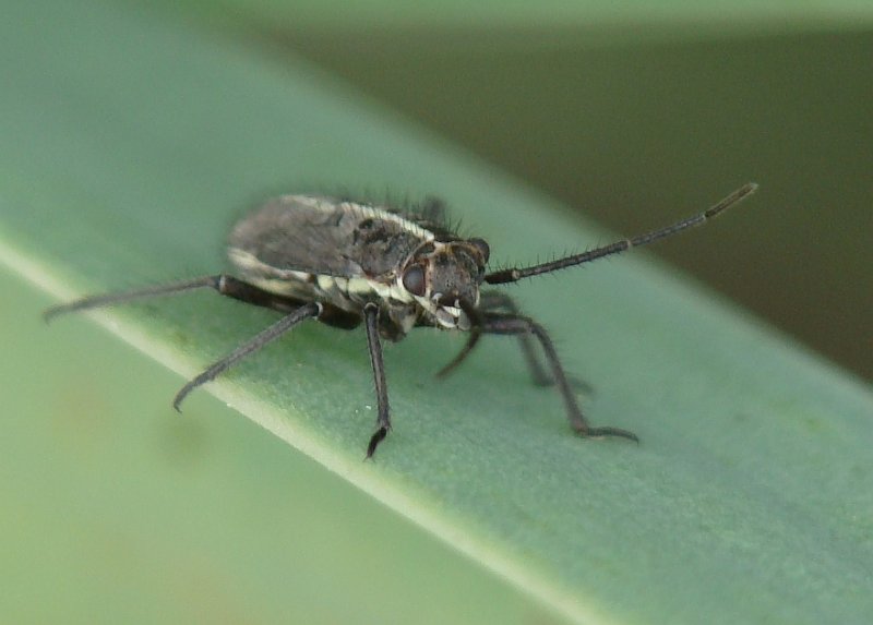 Percevejo // Bug (Horistus orientalis), nymph