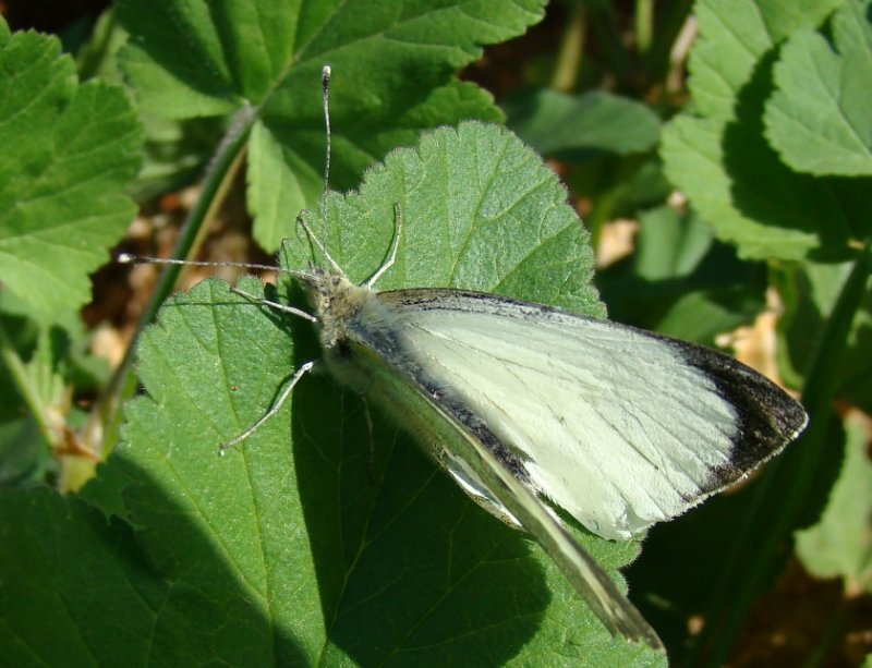Grande Borboleta da Couve // Large White Butterfly (Pieris brassicae), male