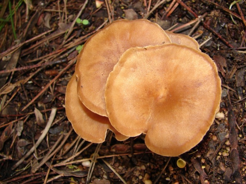 Cogumelos // Mushrooms (Clitocybe sp.)