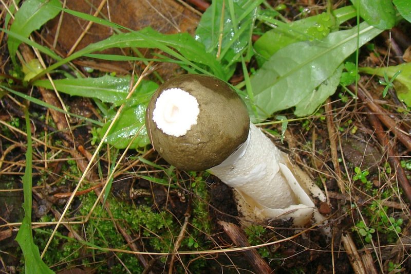 Cogumelo-falale // Common Stinkhorn (Phallus impudicus)