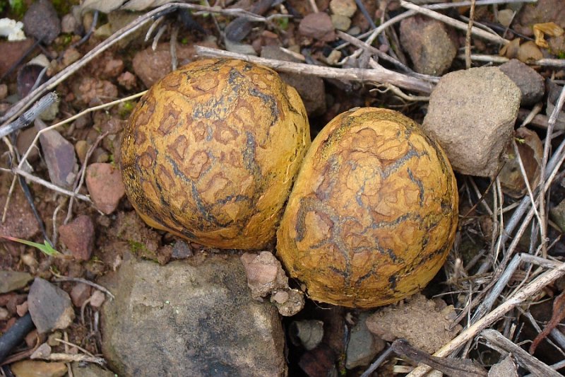 Cogumelos // Bohemian Truffles (Pisolithus tinctorius)