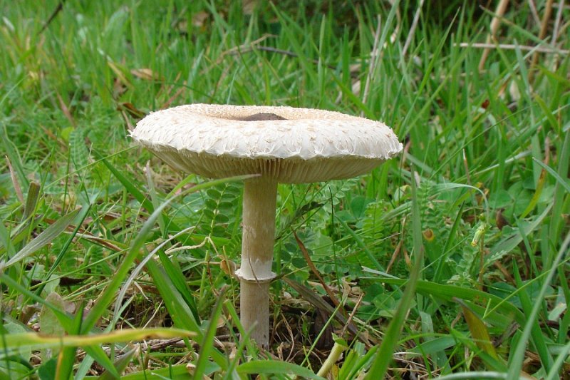 Cogumelo // Mushroom (Macrolepiota phaeodisca)