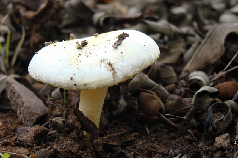 Cogumelo // Mushroom (Hygrophorus chrysodon)