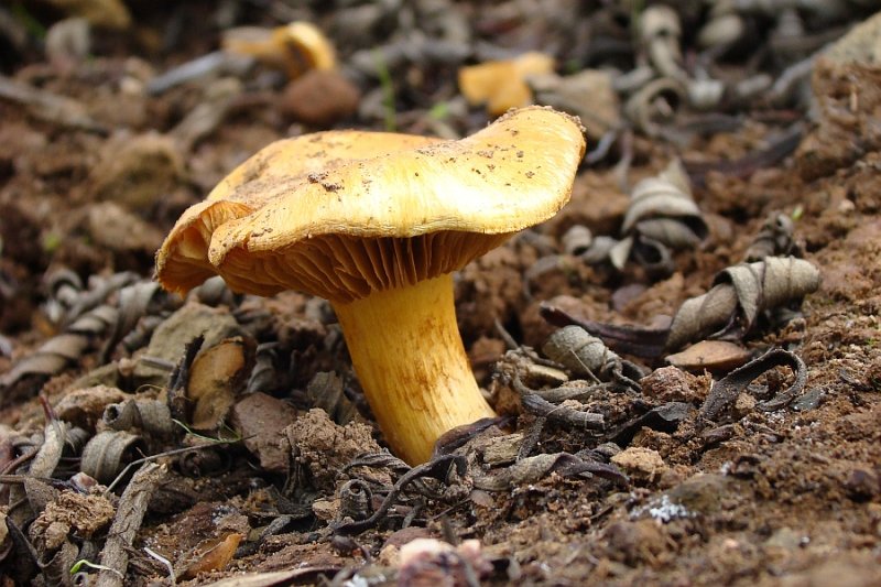 Cogumelo // Mushroom (Cortinarius sp.)