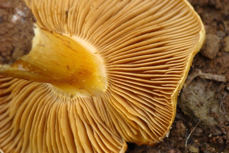 Cogumelo // Mushroom (Cortinarius sp.)