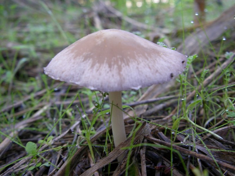 Cogumelo // Mushroom (Psathyrella sp.)