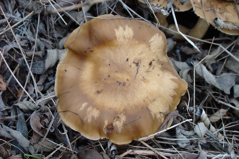 Cogumelo // Mushroom (Lyophyllum decastes)